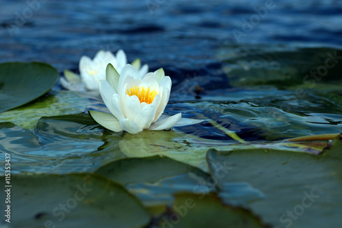 white water lily