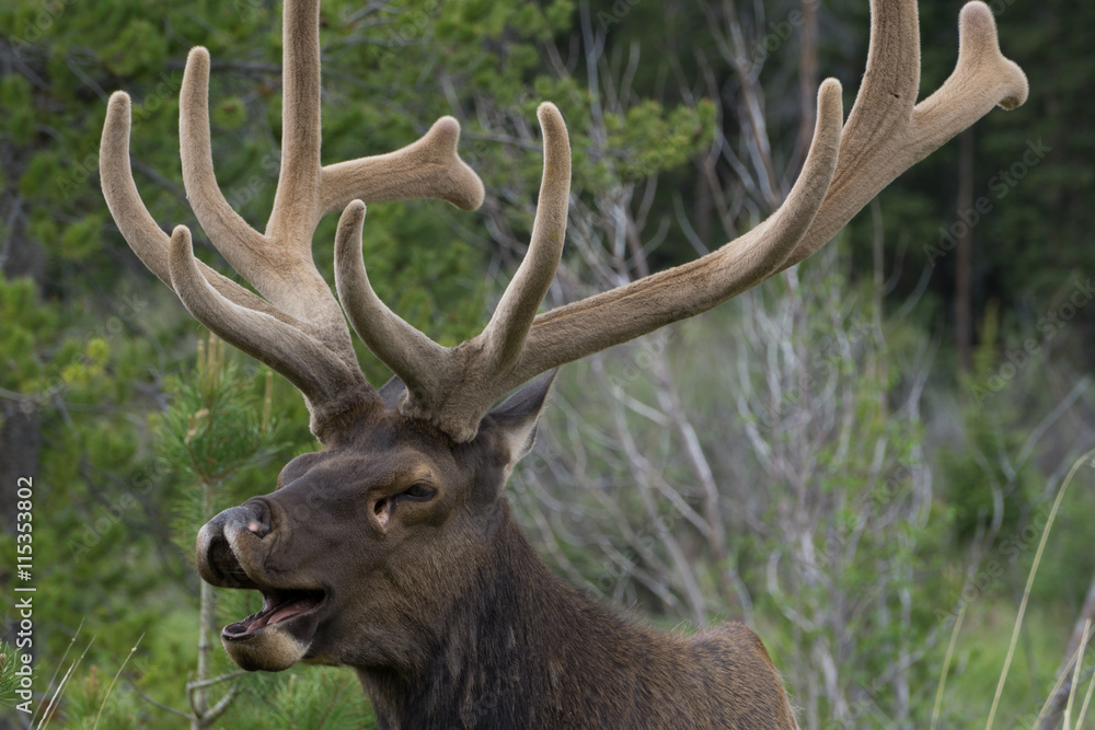 Bull Elk Yawning
Rocky Mountain National Park Bull Elk Yawning
Rocky Mountain National Park
