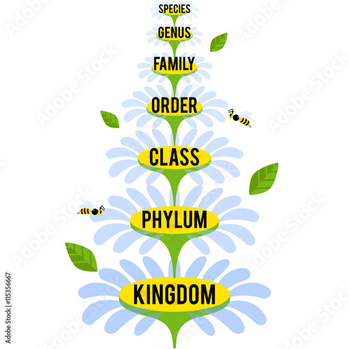 Vector illustration with major taxonomic ranks of the Plant Kingdom