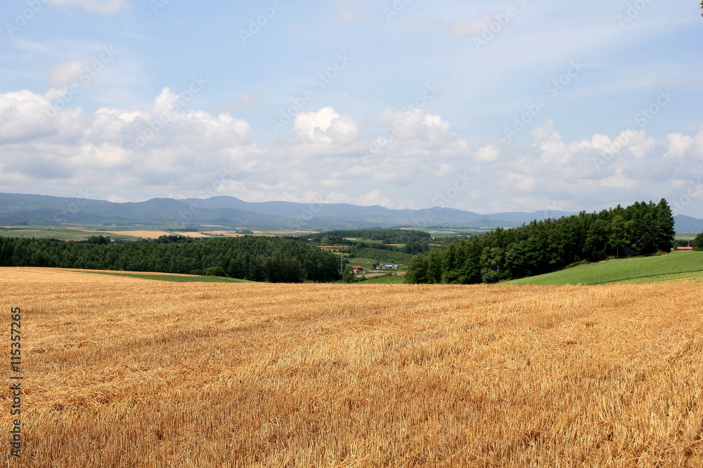 Obraz premium Zbiory zimowej scenerii pszenicy Biei, Hokkaido