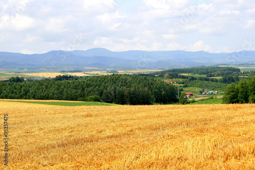 Harvest of winter wheats scenery of Biei, Hokkaido