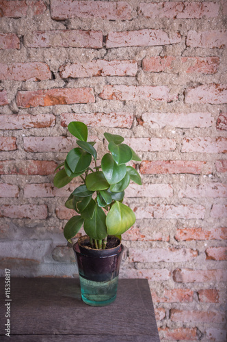 Potted green plant on wooden table, selective focus on plant, blurred brick wall background