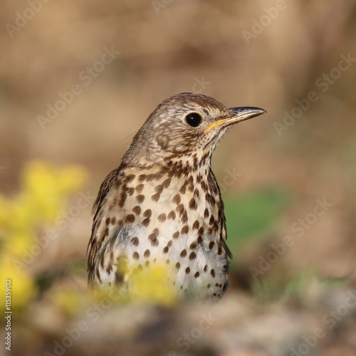 Turdus philomelos look around in summer day