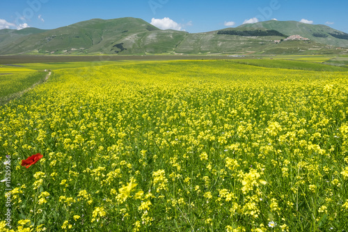 Castelluccio di Norcia in the Sibillini Park