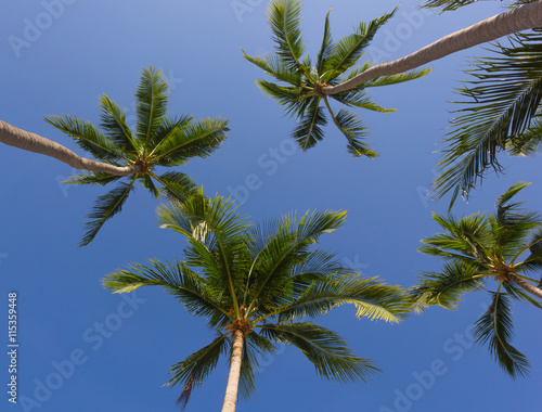 Palm trees on the beach from below for background textures