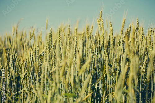 Golden wheat spikelets on field