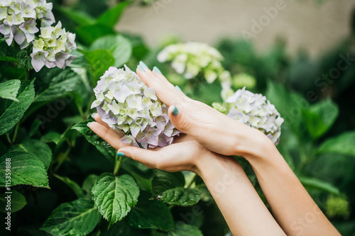 Fototapeta Naklejka Na Ścianę i Meble -  Female hands touch hydrangea flowers