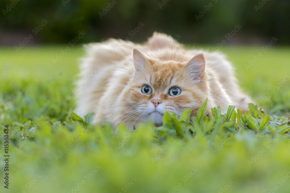 Katze liegt im Gras