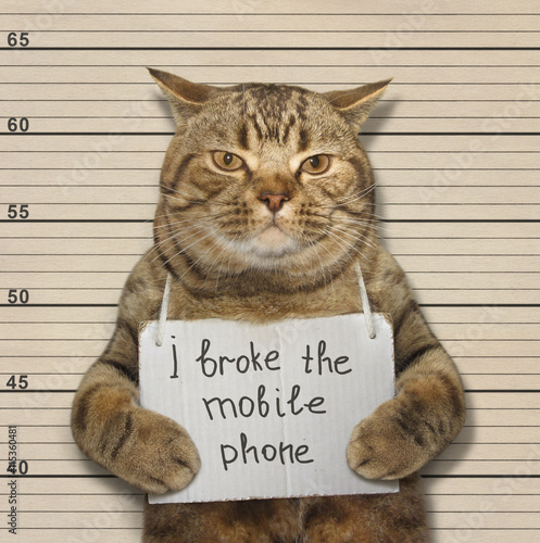 A scottish straight cat broke a mobile phone.