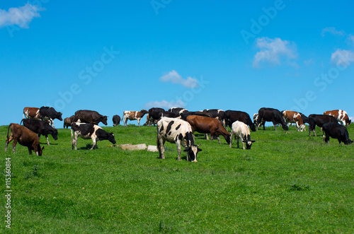Herd of cows.