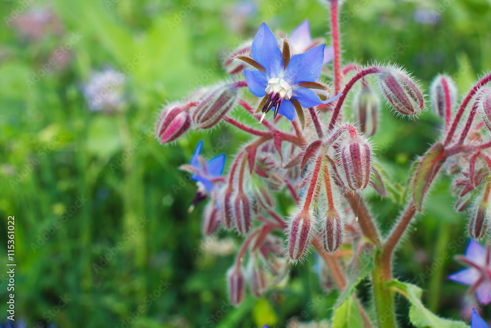 Borago officinalis Stock Photo Adobe Stock