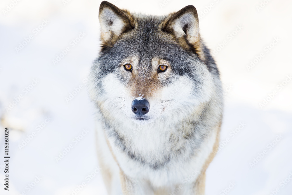 Wolf stands in beautiful winter forest Wolf stands in beautiful winter forest