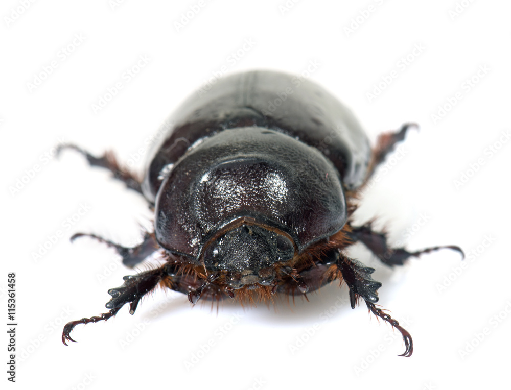 female European rhinoceros beetle