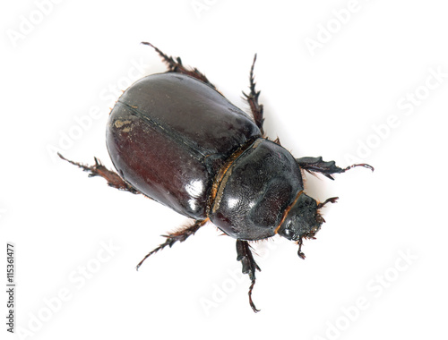 female European rhinoceros beetle © cynoclub