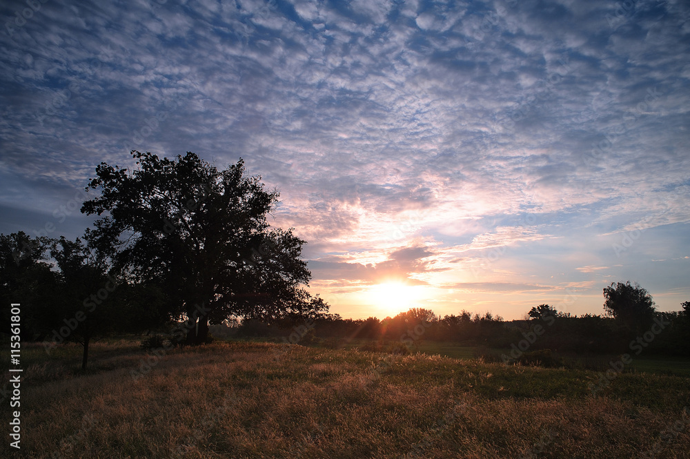 Sunrise in the forest. Big tree in the meadow at dawn with clouds. Morning landscape. Sunrise in the forest. Big tree in the meadow at dawn with clouds. Morning landscape.