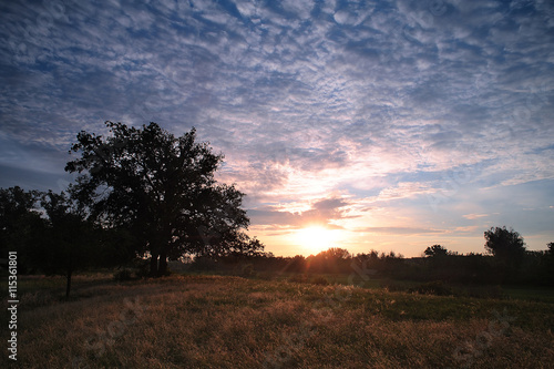 Sunrise in the forest. Big tree in the meadow at dawn with clouds. Morning landscape.