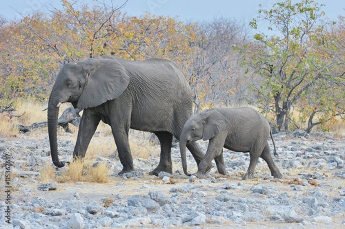 Afrikanische Elefanten  Loxodonta africana  im Etosha Nationalpark