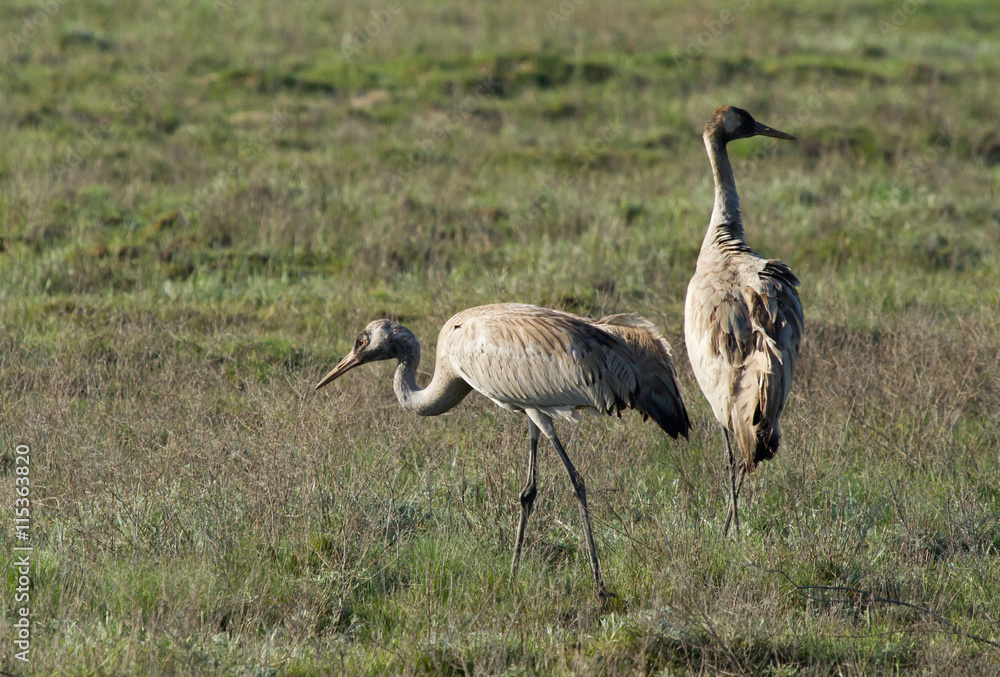 Obraz premium Common cranes (Grus grus) in the field, Kalmykia, Russia
