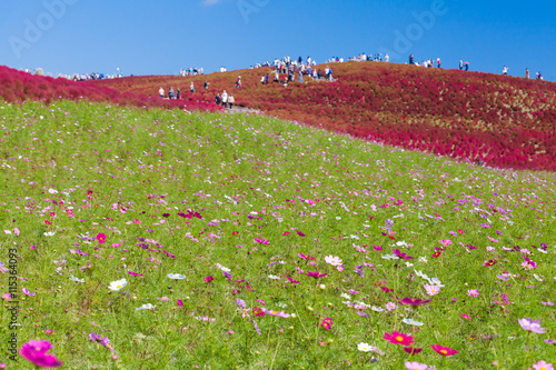 Beautiful Cosmoses field and kochias hill in autumn season at Hitachi seaside park , Ibaraki prefecture , Japan photo