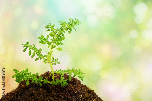 glowing green plant in soil over abstract nature bokeh in pastel tone, idea for hope ,life or future concept background