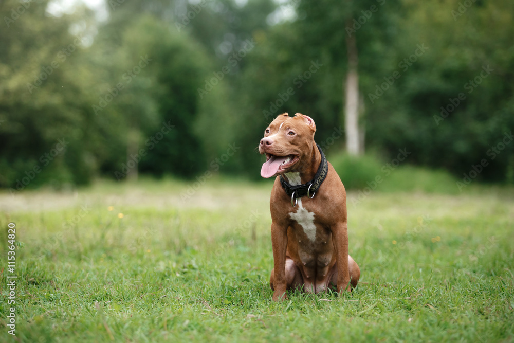 pit bull terrier dog in the park