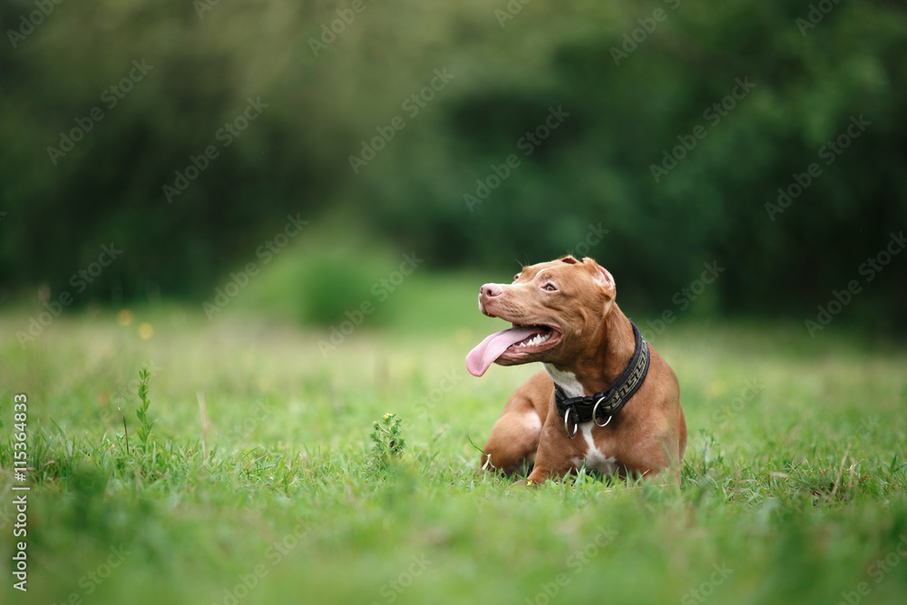 pit bull terrier dog in the park pit bull terrier dog in the park