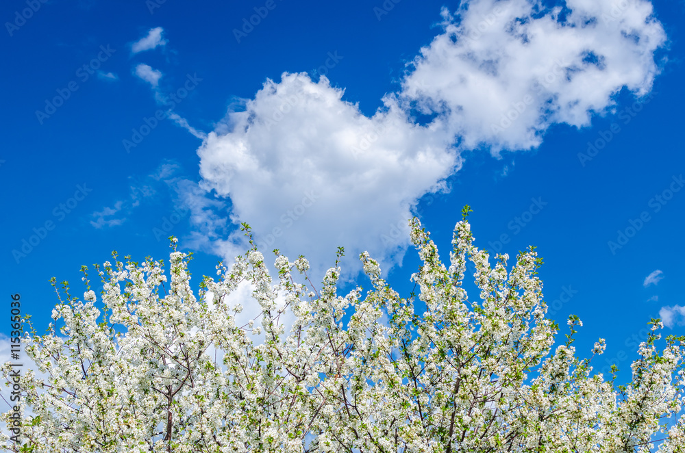 Branches of beautiful white cherry blossoms flowers in a row in garden on sunny day over the clear blue sky, fluffy clouds on background, copy space. Concept of gardening, good mood  peace