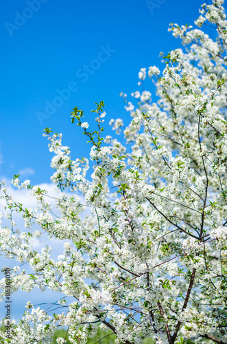 Branches of beautiful white cherry blossoms flowers close-up in garden on sunny day over the clear blue sky, fluffy clouds on background, copy space. Concept of gardening, good mood, love and peace.