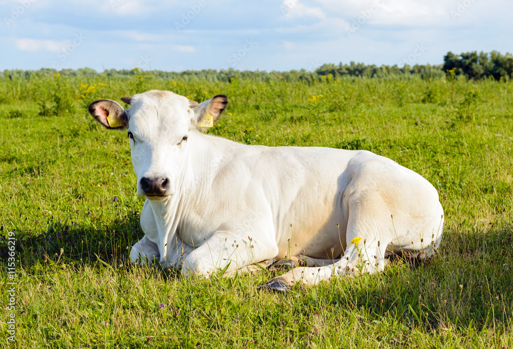 Ruminating white cow lying in the grass Ruminating white cow lying in the grass