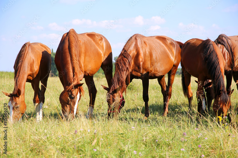 Obraz premium Young anglo arabian mares and foals grazing on the meadow summer
