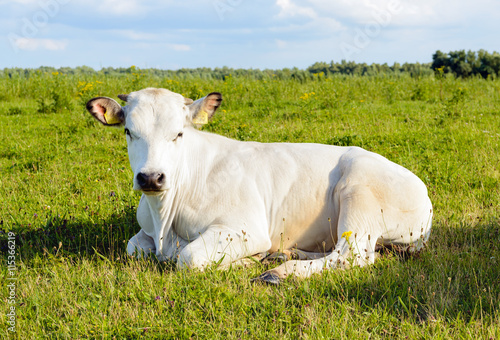 Wallpaper Mural Ruminating white cow lying in the grass Torontodigital.ca