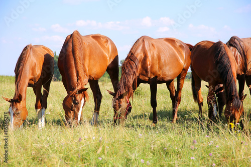 Young anglo arabian mares and foals grazing on the meadow summer