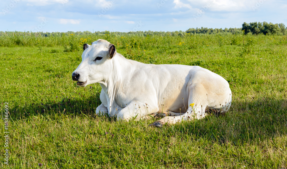 Ruminating white cow lying in the grass