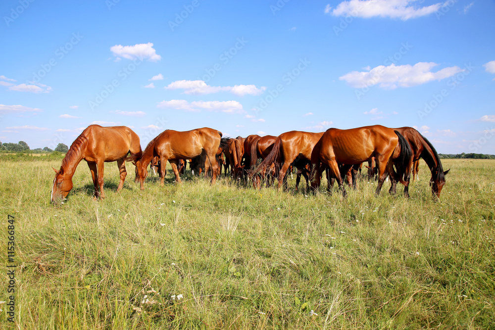 Young chestnut foals and mares eating gras on meadow summertime