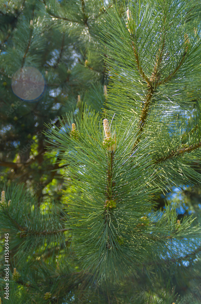 Fototapeta premium Kieferblüte