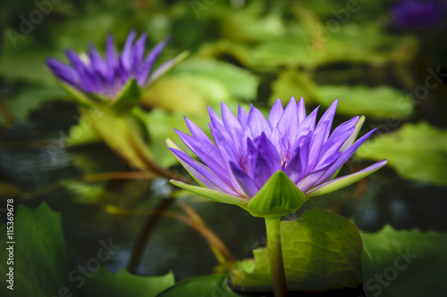 Lotus flower on green background
