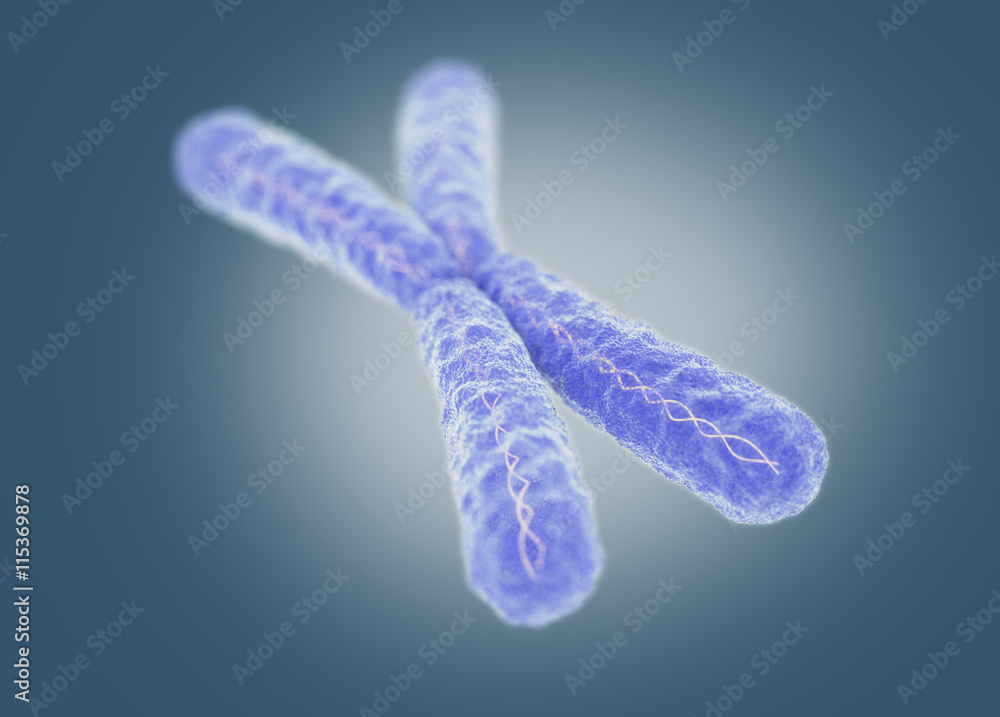 Chromosome, X. 3d illustration. Chromosome, X. 3d illustration.