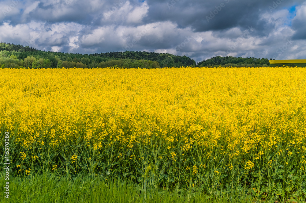 Rapsfeld