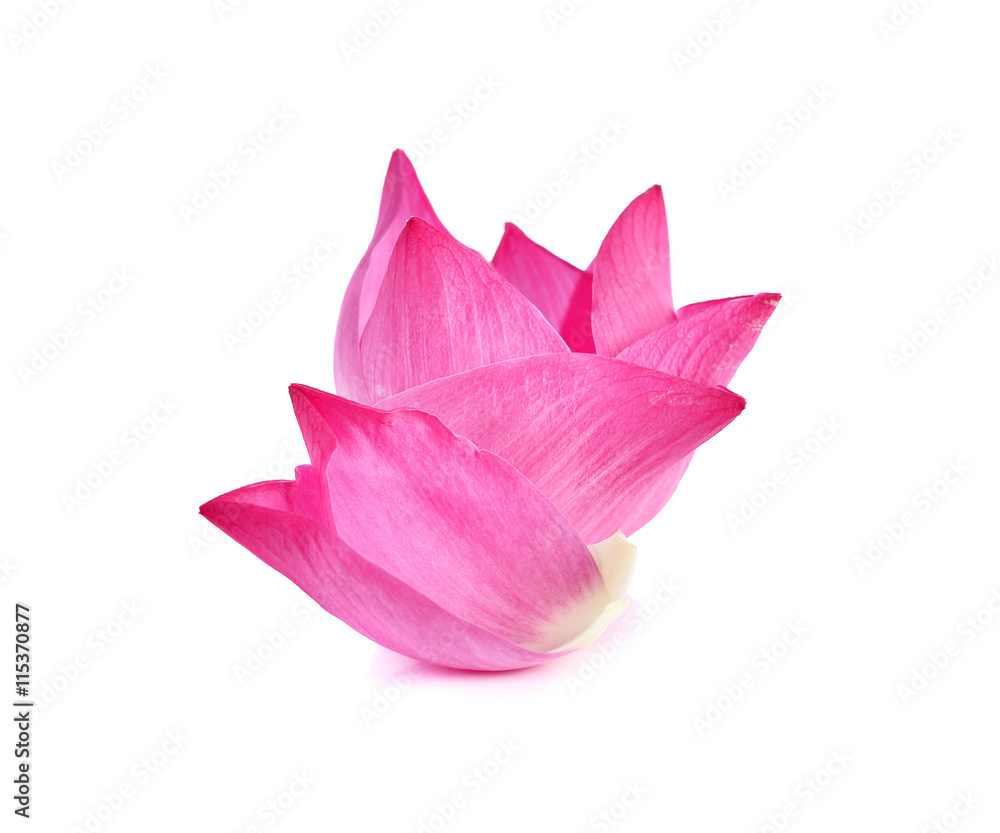 lotus petals on white background lotus petals on white background