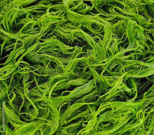 Freshwater algae (Spirogyra sp.) ready is used to make food photo