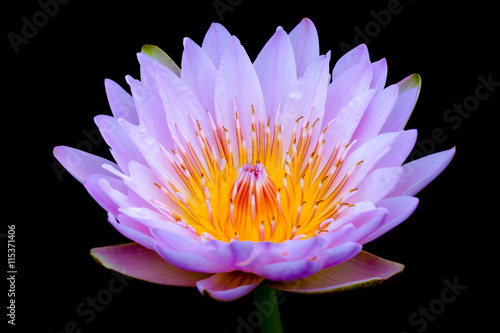 Beautiful waterlily Hybrid flower.