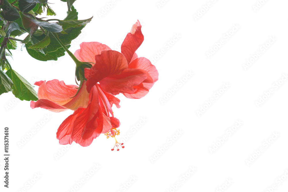 Fototapeta premium ハイビスカスの花 白色背景