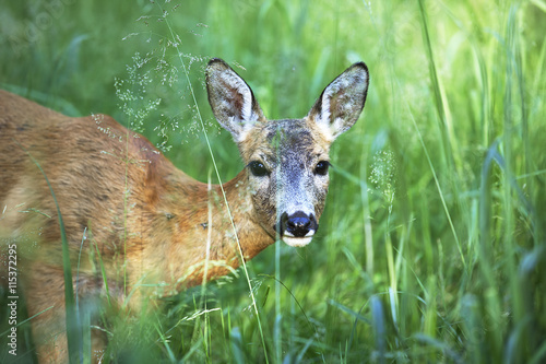 Portrait of wild roe deer in the grass