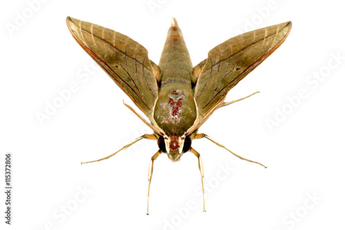 Hawk moth on white background.