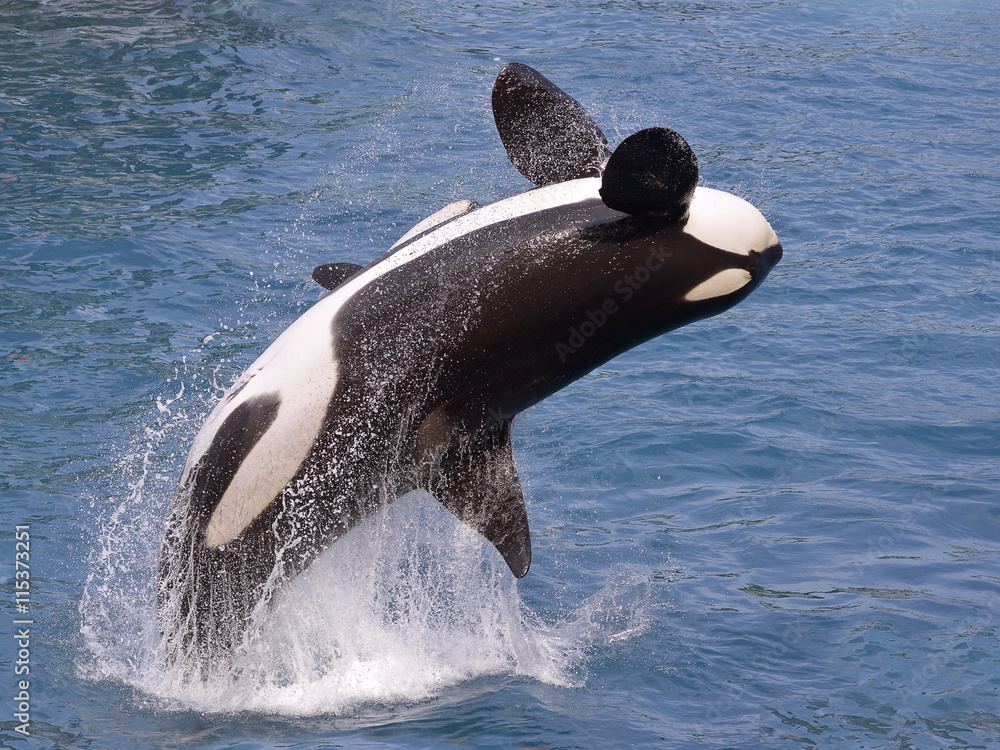 Naklejka premium killer whale (Orcinus orca) jumping out of the water