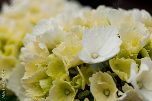 White flower   Hydrangea - Latin.   garden flower  flora.