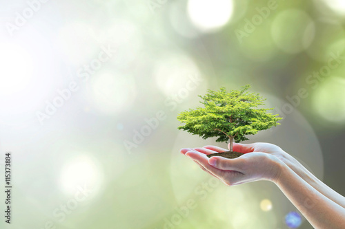 Ecology, eco-friendly growing tree plant on volunteer's hand natural background for go green, CSR ESG Arbor day, reforestation sustainable bio forest saving environment ecosystems conservation concept photo