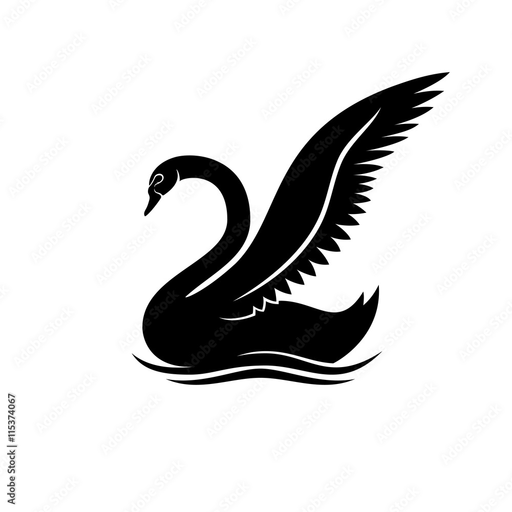Fototapeta premium Elegant black swan.