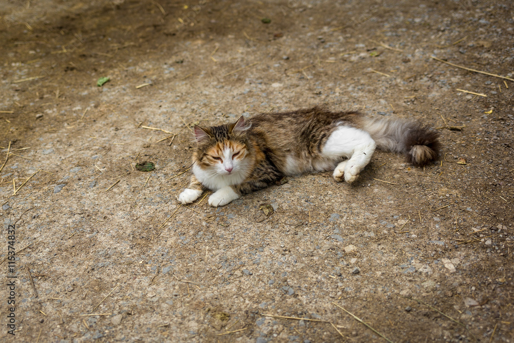 Farm cat resting on the ground