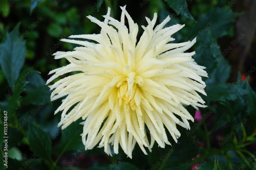 Yellow spider dahlia flower in bloom Yellow spider dahlia flower in bloom